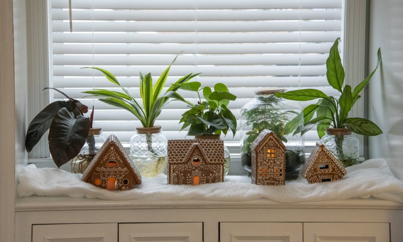 Gingerbread houses are nestled among plants in a window of Marla and Tom Norton’s home.